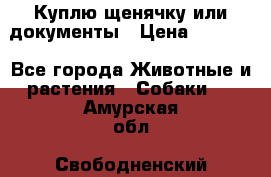 Куплю щенячку или документы › Цена ­ 3 000 - Все города Животные и растения » Собаки   . Амурская обл.,Свободненский р-н